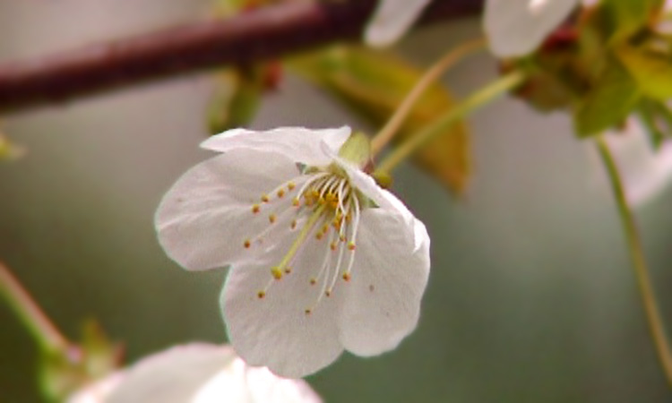 Reproduction des plantes à fleurs - Structure d'une fleur typique - 4mn 07s